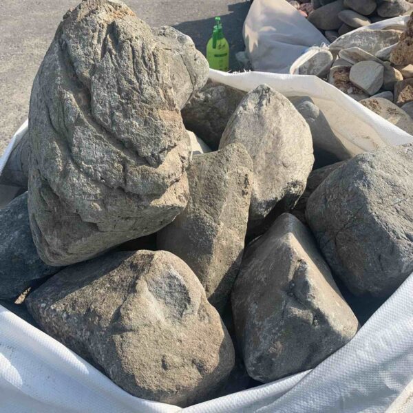 Бут речной Закарпатский 300-500мм