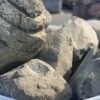 Бут речной Закарпатский 300-500мм 14822