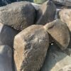 Бут речной Закарпатский 300-500мм 14823