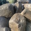 Бут речной Закарпатский 300-500мм 14824