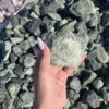 Галька Греческий Ангел 40-60 мм 14679
