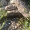 Валун Закарпатский Different 60-200мм 15080