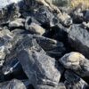 Крошка Кислотный Черный Принц 50-100мм 16498